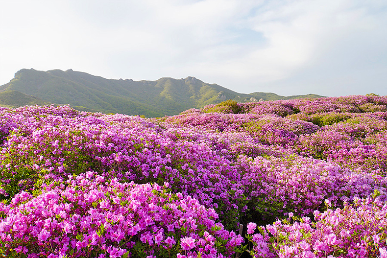 경남 합천 황매산 철쭉 풍경.jpg